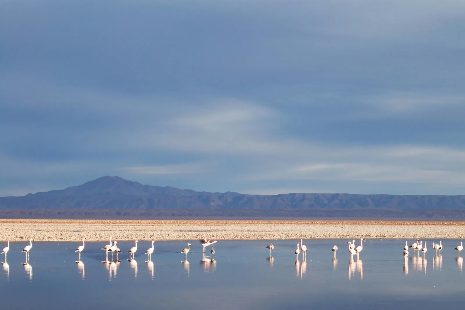 A line of flamingos wades in the still water of Laguna Chaxa on the Salar de Atacama