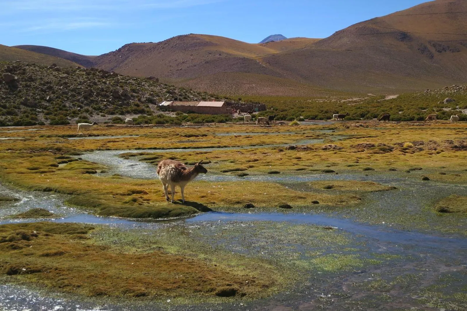 A llama grazes in a green wetland with a stream and low buildings behind