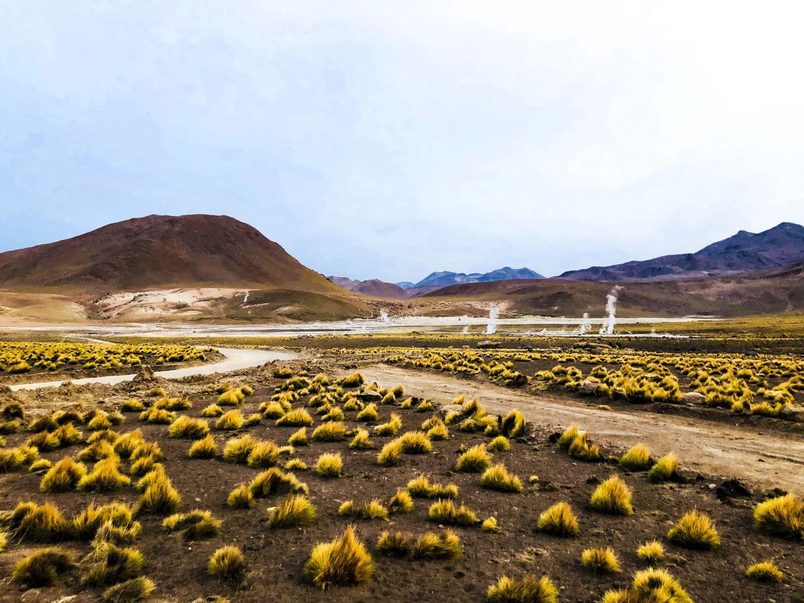 Golden grass tufts cover the plain in front of distant steam columns at El Tatio
