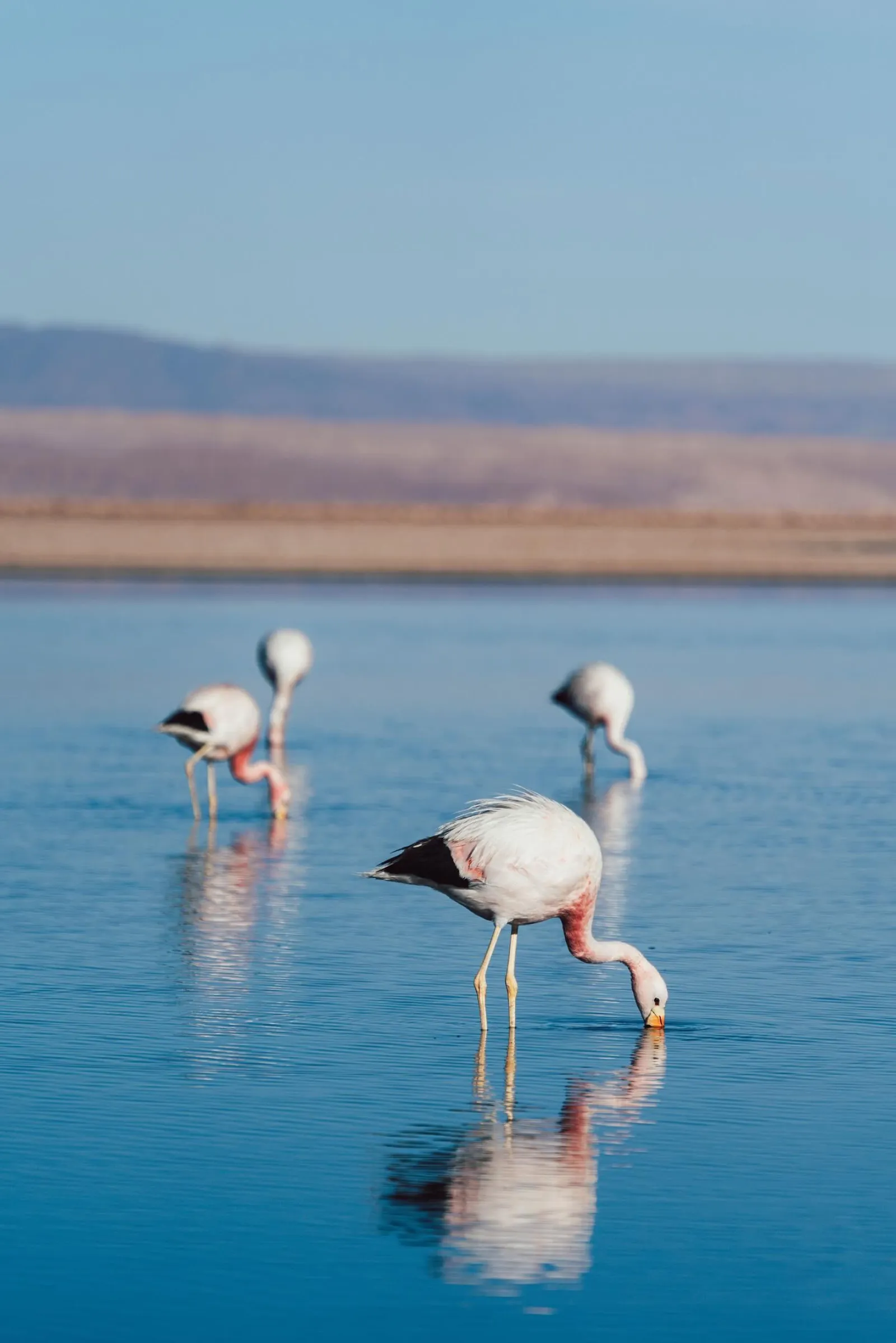 Flamingos feed in shallow blue water at Laguna Chaxa