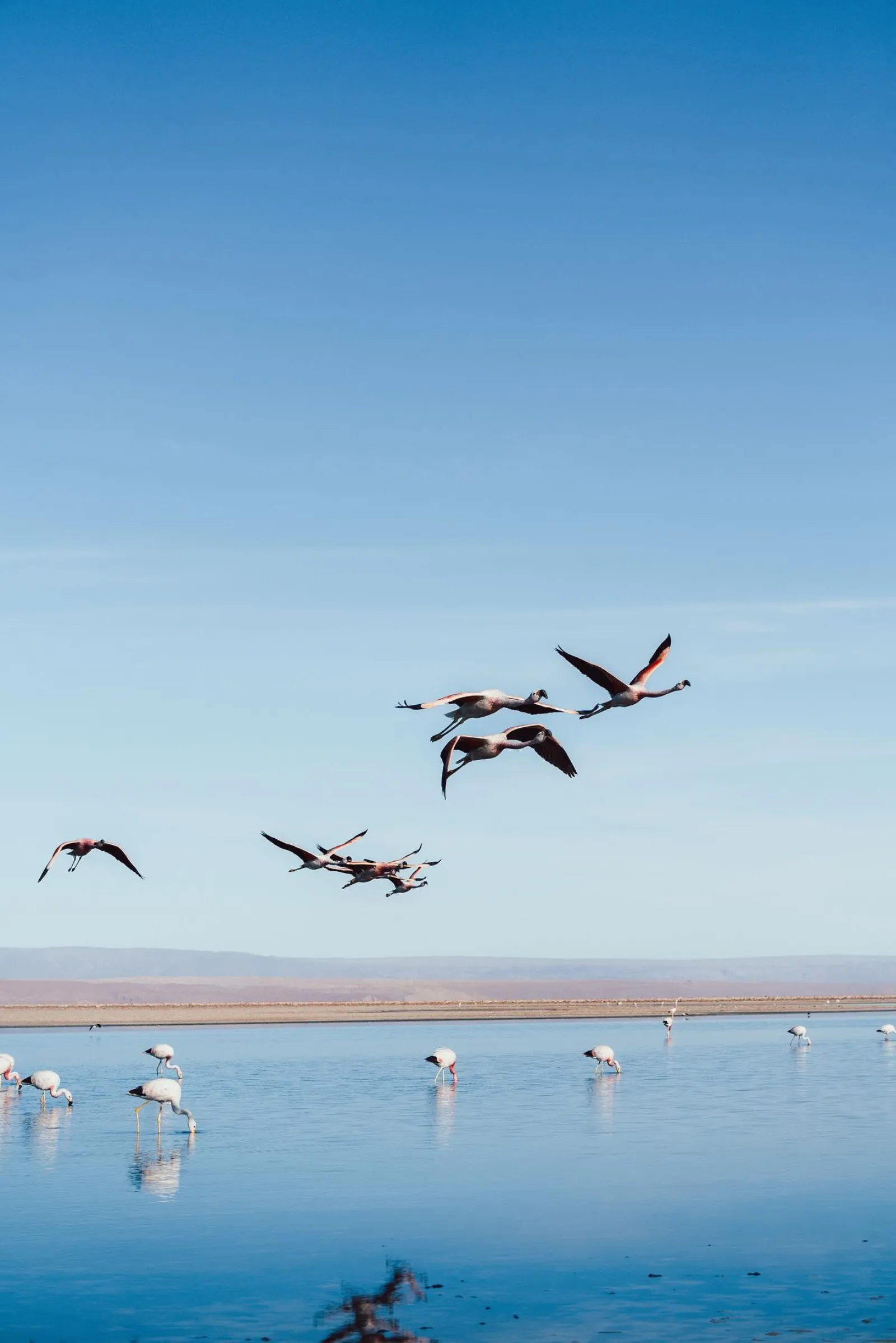 Flamingos fly low over a lagoon on the Salar de Atacama