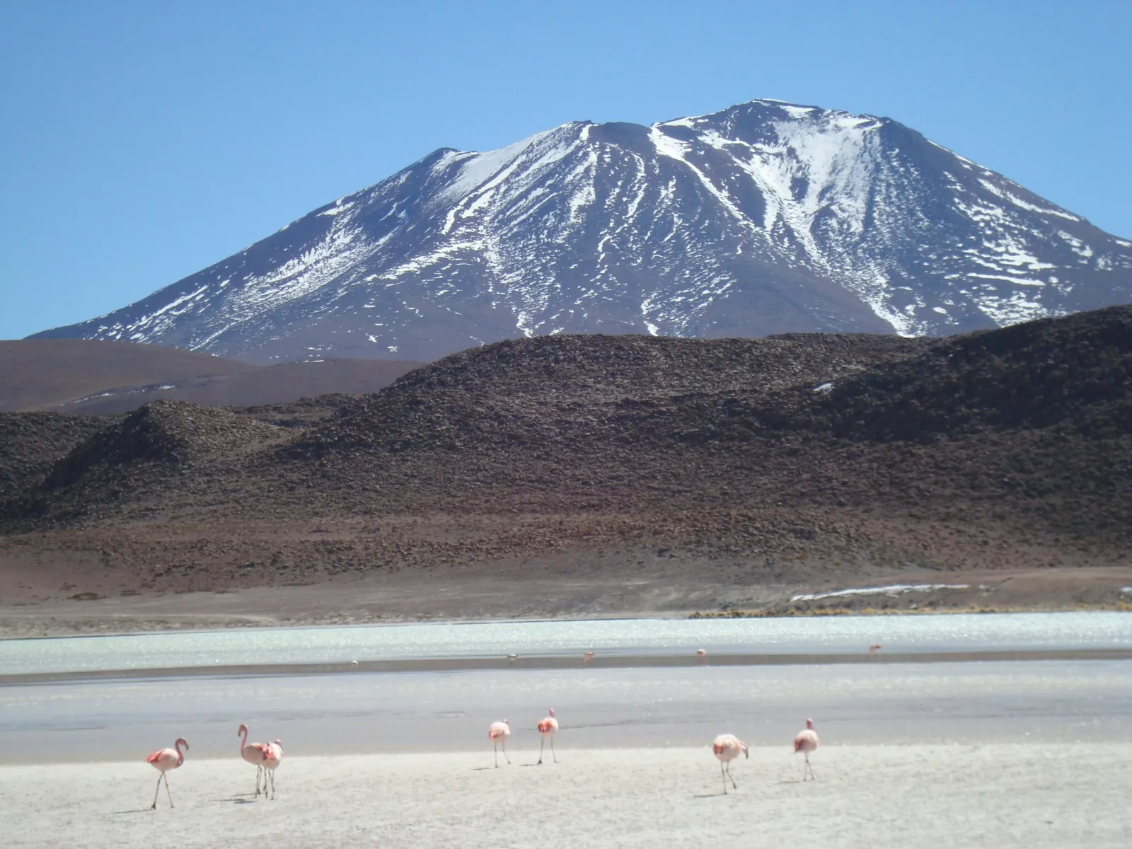 Flamingos walk along the shore of a high lagoon below a snow-streaked volcano