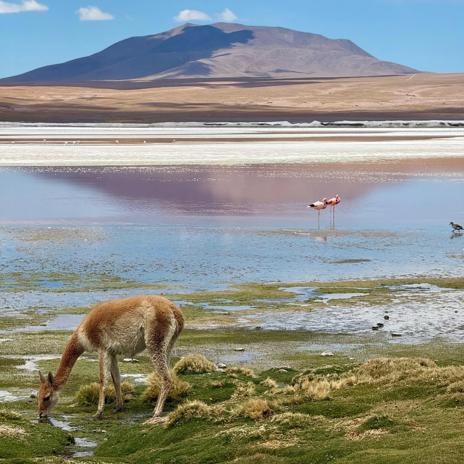 A vicuña grazes by a lagoon where flamingos stand in shallow water